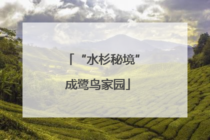 “水杉秘境”成鹭鸟家园