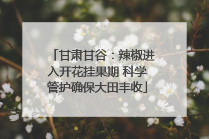 甘肃甘谷：辣椒进入开花挂果期 科学管护确保大田丰收