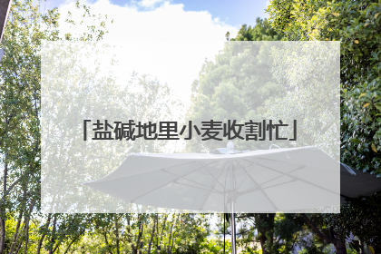 盐碱地里小麦收割忙