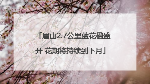 眉山2.7公里蓝花楹盛开 花期将持续到下月