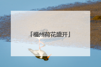 福州荷花盛开