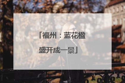 福州：蓝花楹盛开成一景