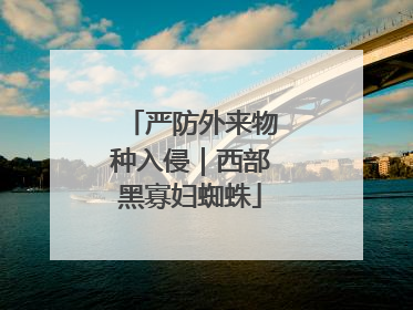 严防外来物种入侵｜西部黑寡妇蜘蛛