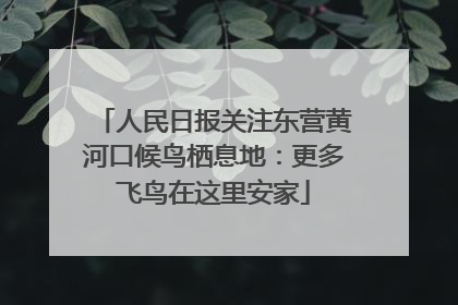 人民日报关注东营黄河口候鸟栖息地：更多飞鸟在这里安家