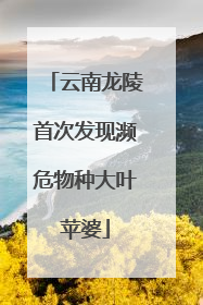 云南龙陵首次发现濒危物种大叶苹婆