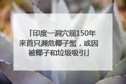 印度一洞穴现150年来首只濒危椰子蟹，或因被椰子和垃圾吸引