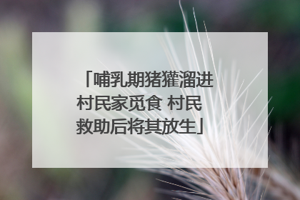 哺乳期猪獾溜进村民家觅食 村民救助后将其放生