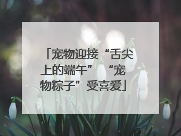 宠物迎接“舌尖上的端午” “宠物粽子”受喜爱