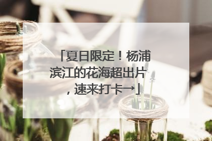 夏日限定！杨浦滨江的花海超出片，速来打卡→