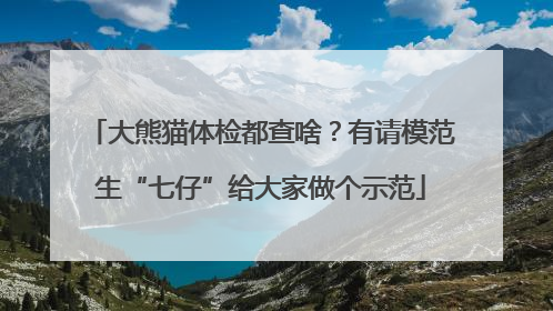 大熊猫体检都查啥？有请模范生“七仔”给大家做个示范