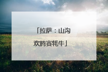 拉萨：山沟欢腾赛牦牛