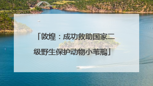 敦煌：成功救助国家二级野生保护动物小苇鳽