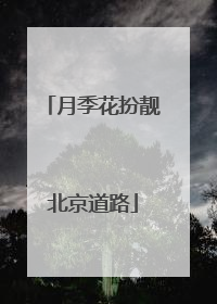 月季花扮靓北京道路
