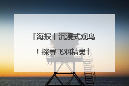 海报丨沉浸式观鸟！探寻飞羽精灵