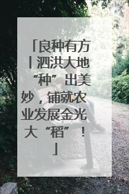良种有方丨泗洪大地“种”出美妙，铺就农业发展金光大“稻”！