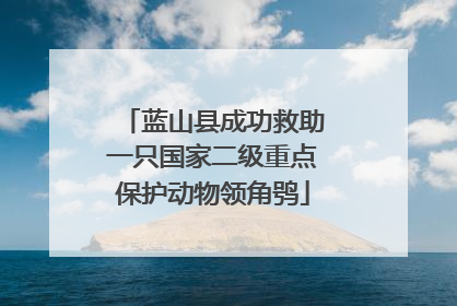 蓝山县成功救助一只国家二级重点保护动物领角鸮