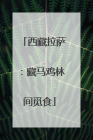 西藏拉萨：藏马鸡林间觅食