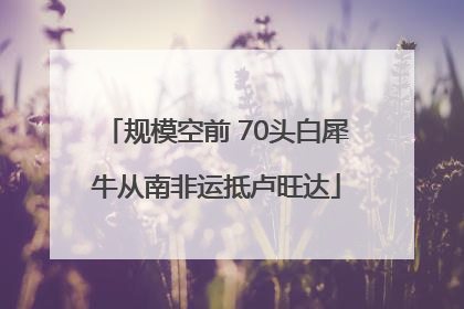 规模空前 70头白犀牛从南非运抵卢旺达