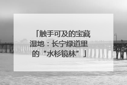触手可及的宝藏湿地：长宁绿道里的“水杉镜林”