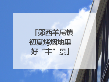 郧西羊尾镇初夏烤烟地里好“丰”景