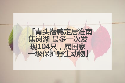 青头潜鸭定居淮南焦岗湖 最多一次发现104只，属国家一级保护野生动物