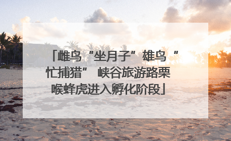 雌鸟“坐月子”雄鸟“忙捕猎” 峡谷旅游路栗喉蜂虎进入孵化阶段