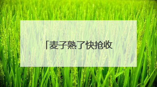 麦子熟了快抢收！未来三天河南大部天气晴好