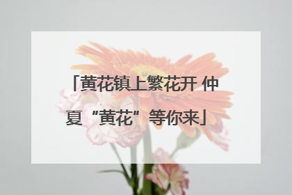 黄花镇上繁花开 仲夏“黄花”等你来
